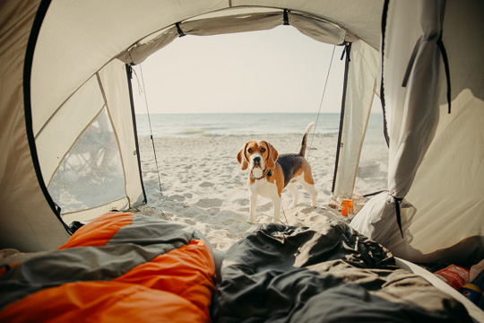 perro en la playa acampando